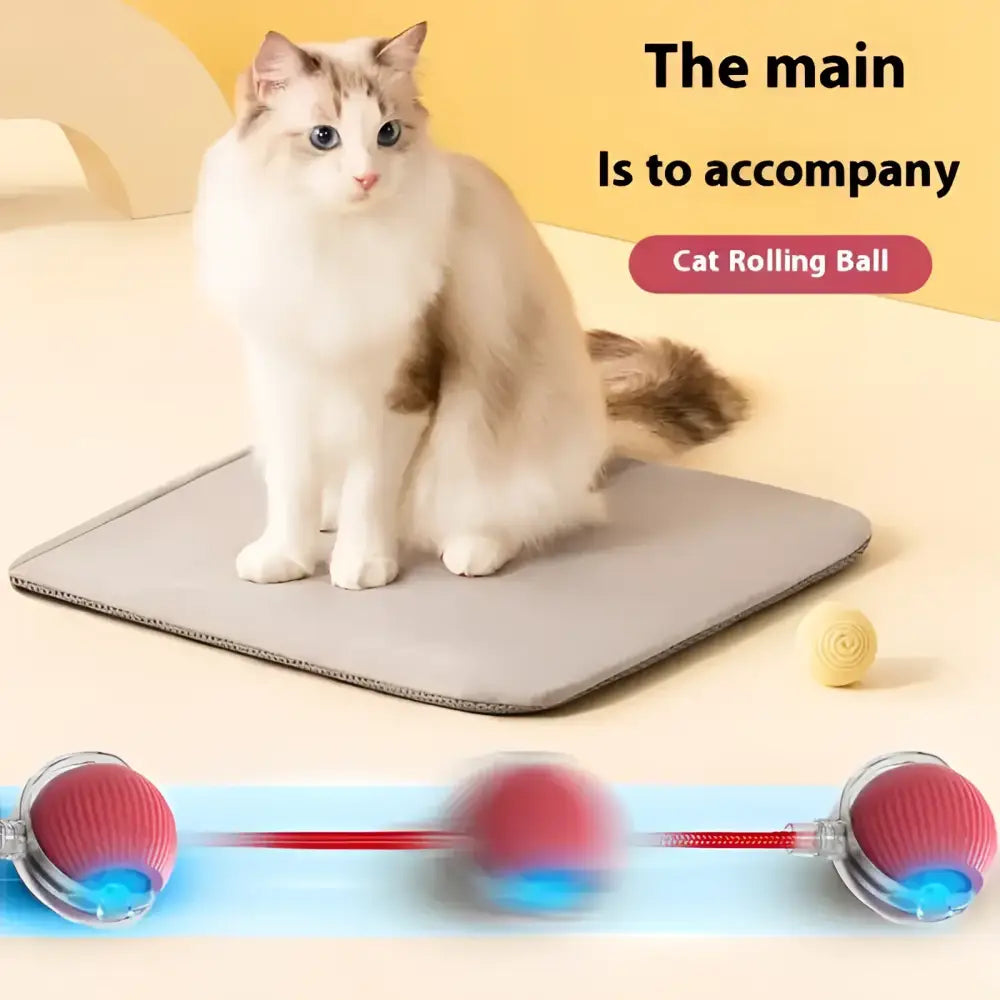 Interactive electric cat toy