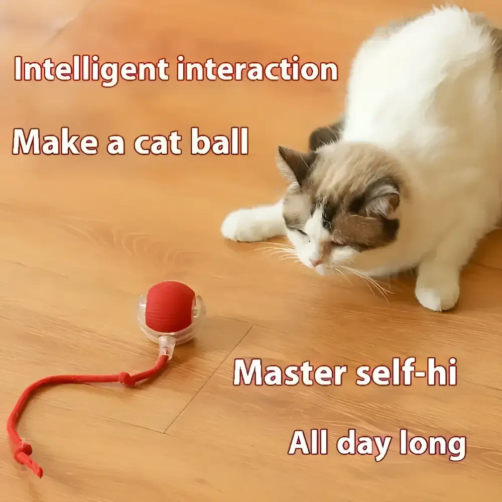 Interactive electric cat toy