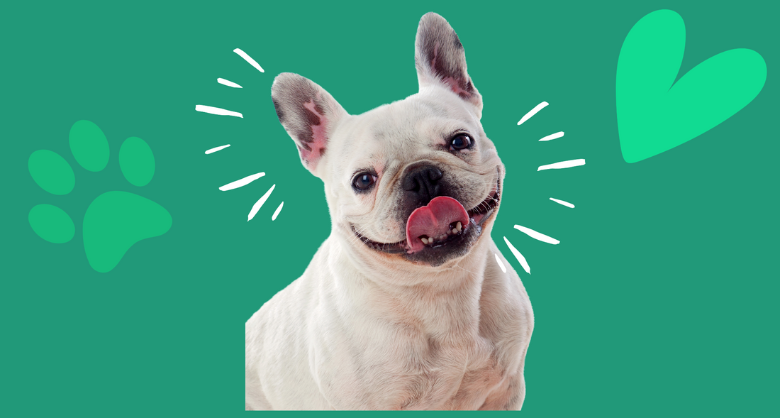 Best tips to keep your Dog healthy