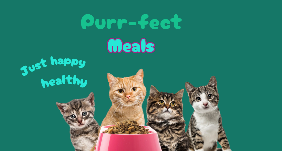 Proper Nutrition for Cats | Complete Cat Feeding Guide UAE | Vetzl