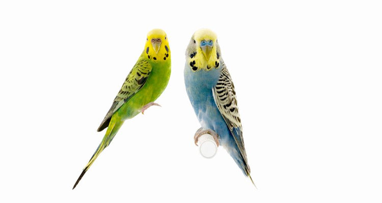 All birds needs[veterinary medicines,food,supplies ]