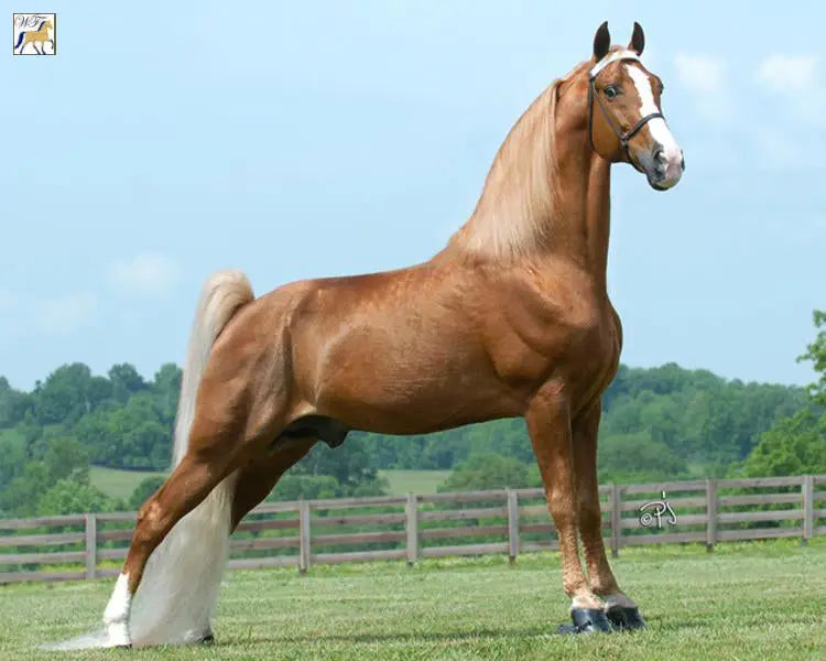 All horse needs[veterinary medicines & supplements &formulated food&supplies]