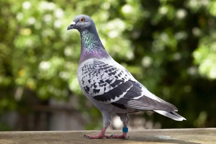 All pigeon needs[veterinary medicines&food& accessories]