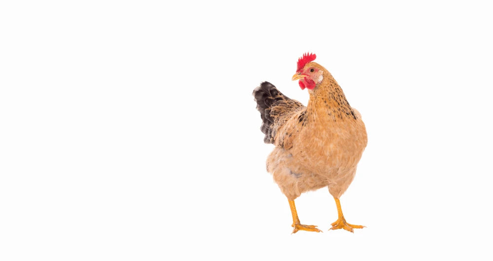 All poultry needs[veterinary medicines &Egg incubators&supplies& disinfectants]