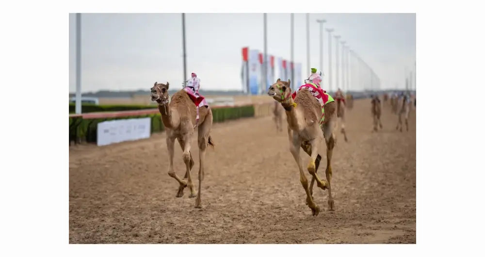 Camel energy products