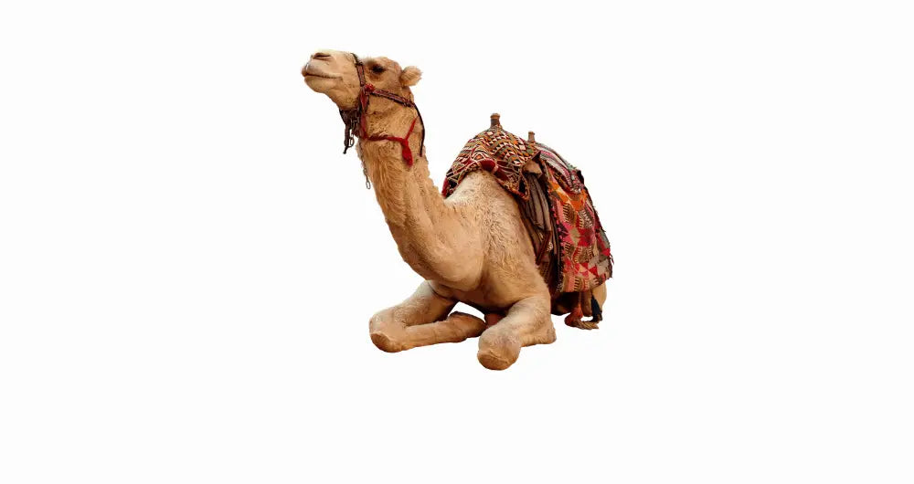 Camel hygiene products
