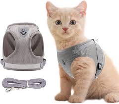 Cat collar and harness