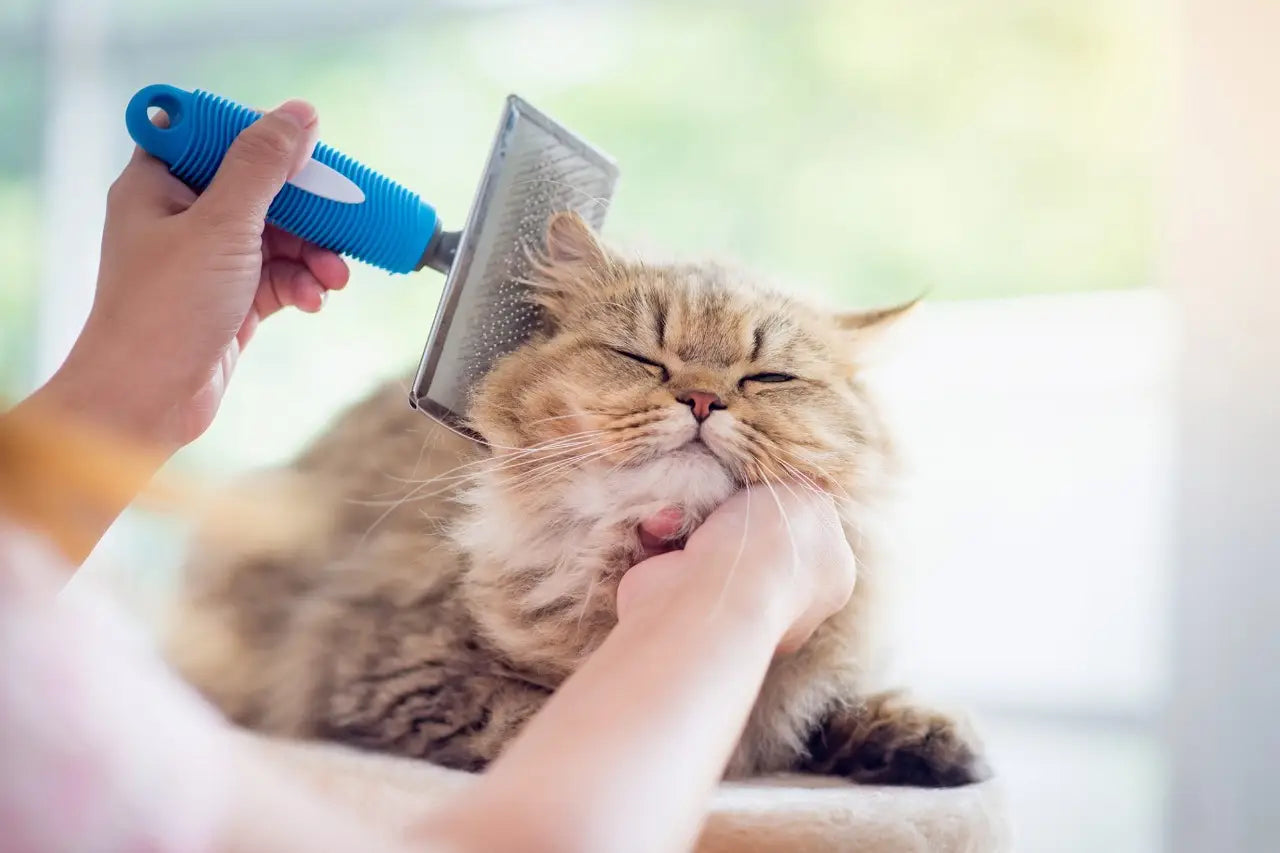 Cat grooming and cosmotics