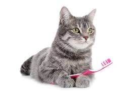 Cat health care and higyien