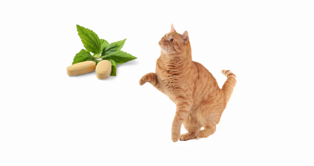 Cat medicines