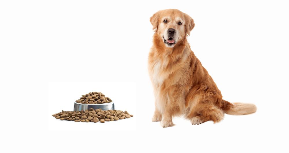 Dog food & treats