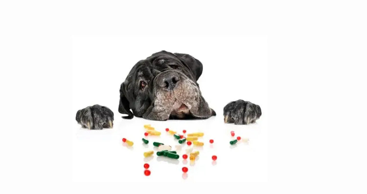 Dog medicines