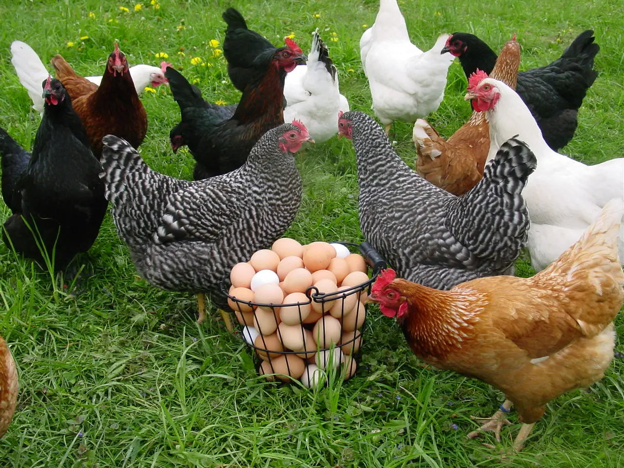 Poultry vitamins and supplements
