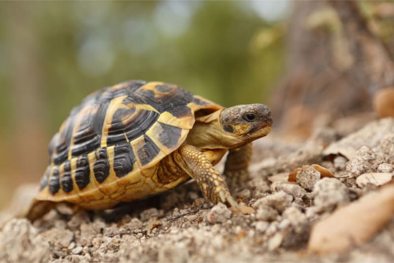 Turtles & reptiles products