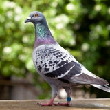 Pigeon