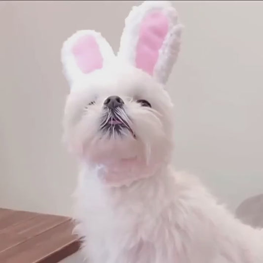 Rabbit Ears Hat for Cats and Small Dogs Halloween Costume Accessory