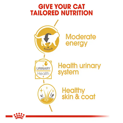 Royal canin british shorthair adult wet cat food | 85g×12