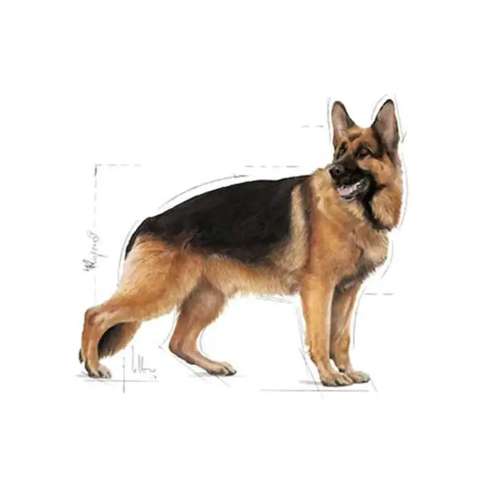 Royal canin maxi adult dry dog food – 10kg